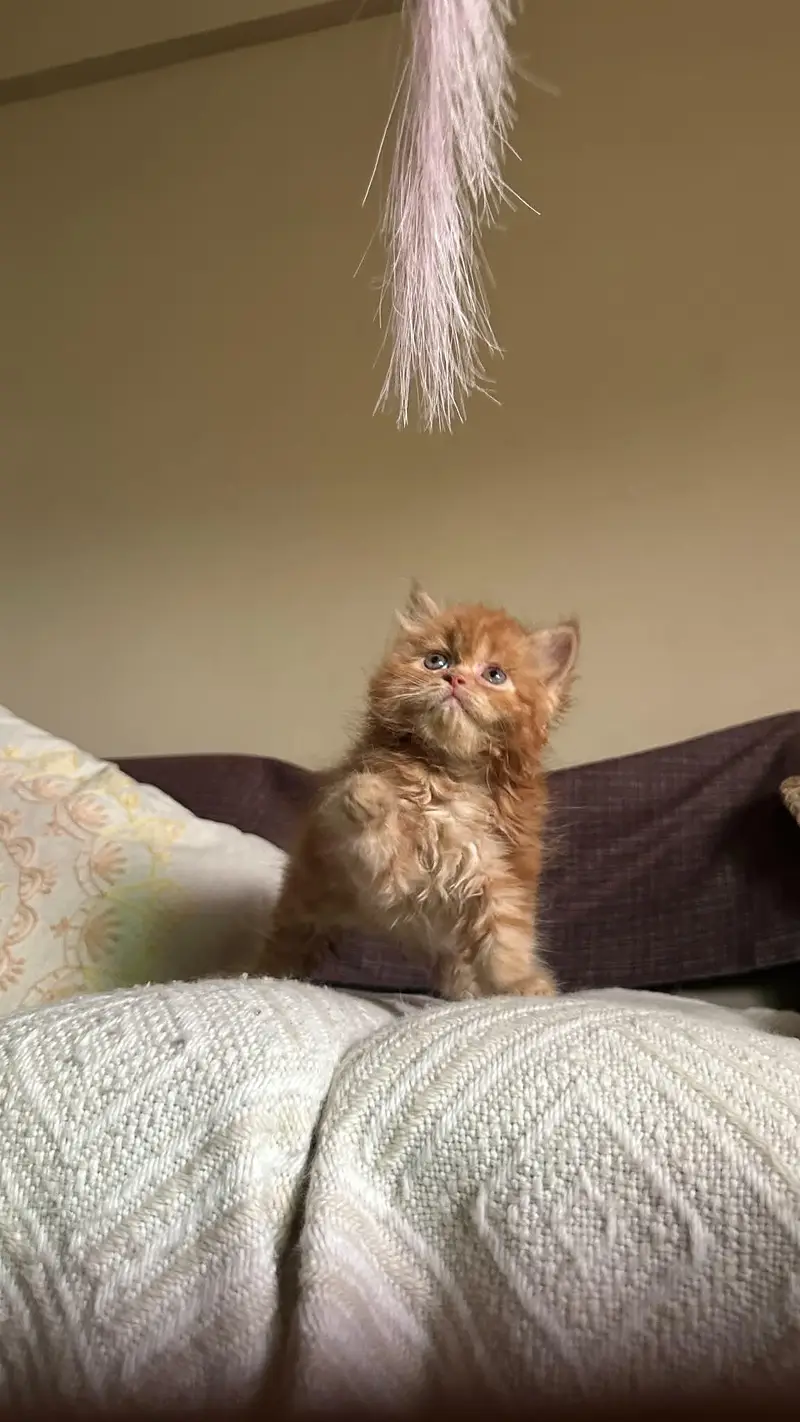 Persian kitten — photo 2