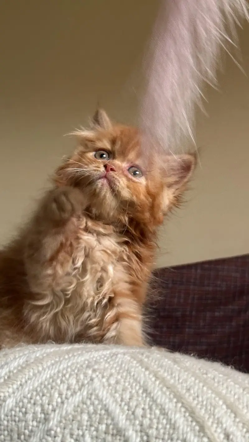 Persian kitten — photo 3