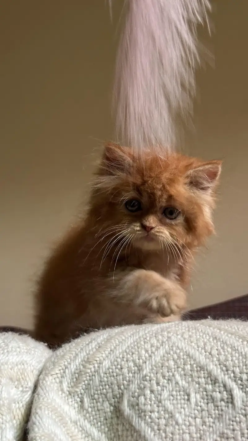 Persian kitten — photo 4