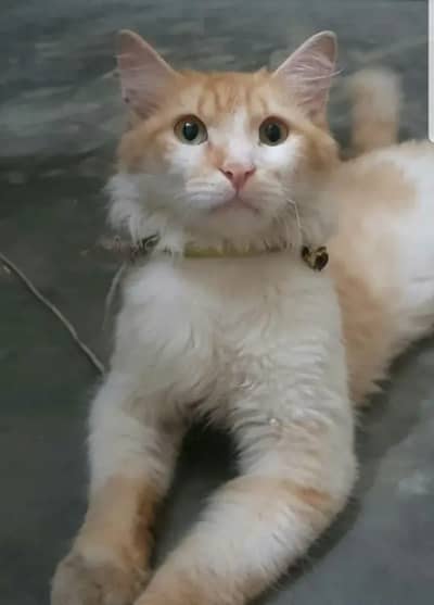 Male Persian cat