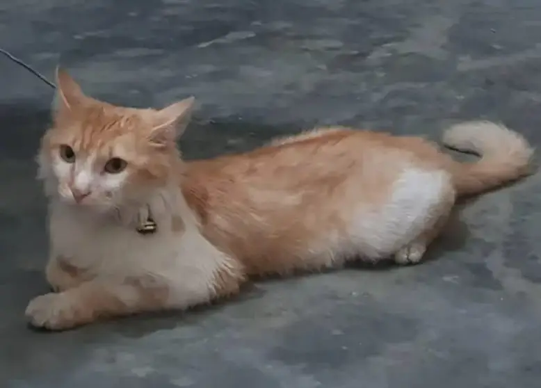 Male Persian cat — photo 2