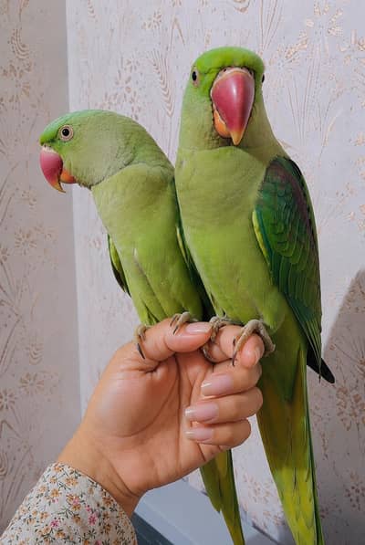 Raw parrot