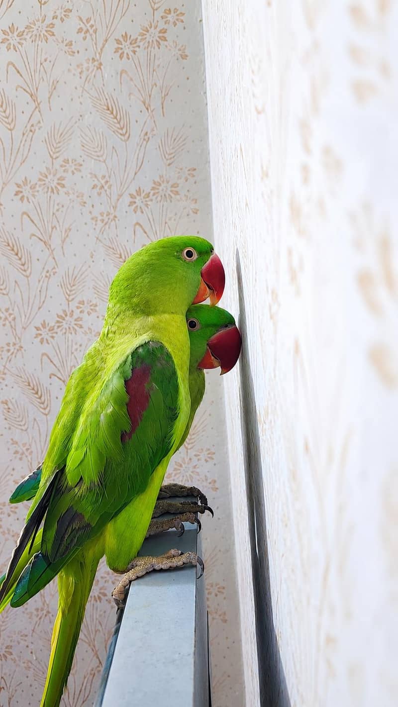 Raw parrot 1