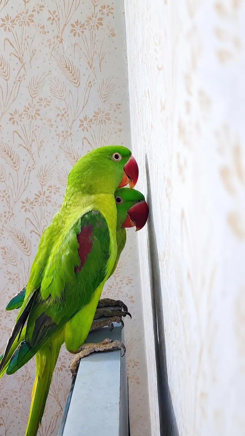 Raw parrot — photo 2