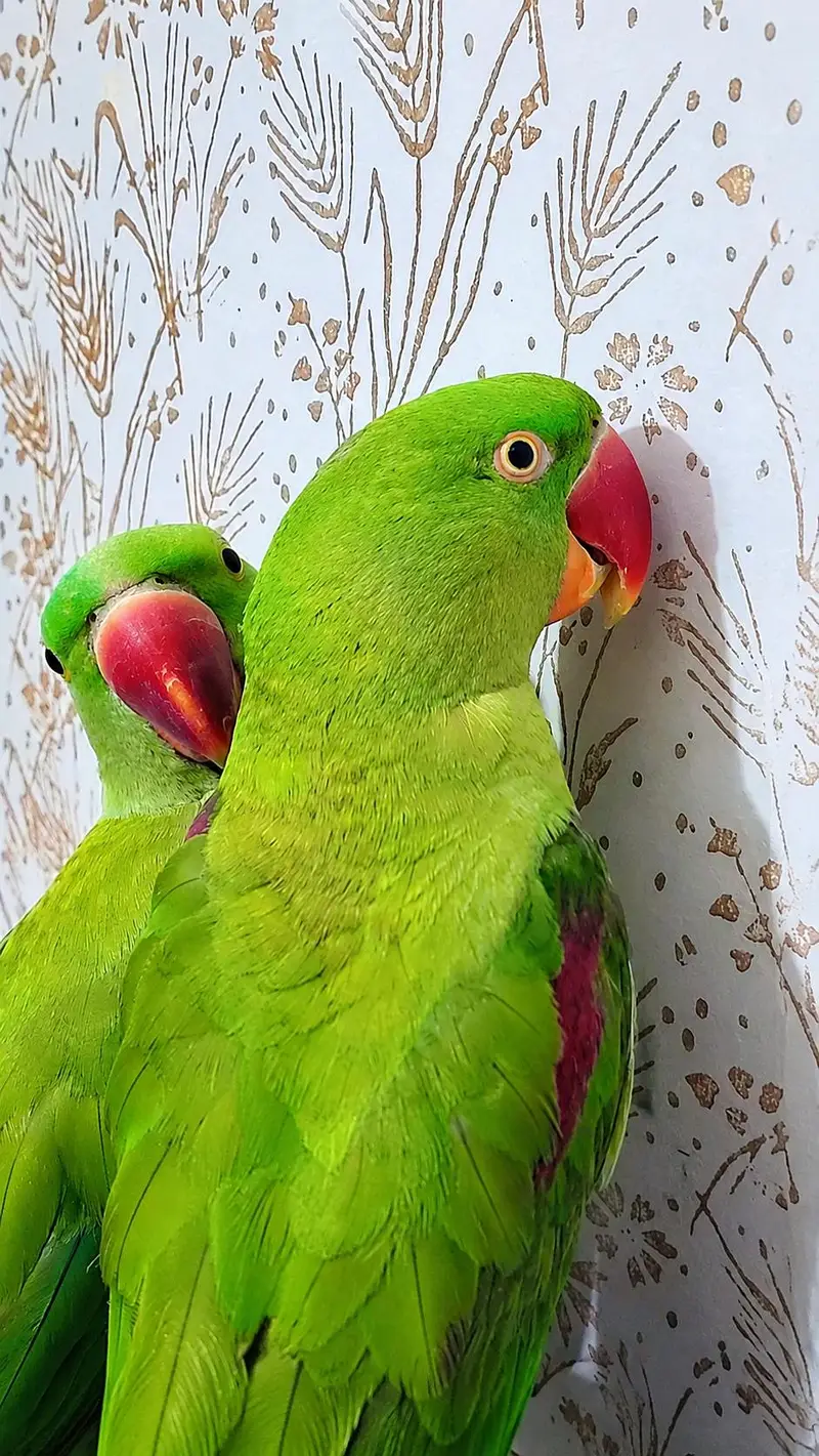 Raw parrot — photo 3