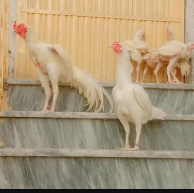 Heera white aseel setup for sale
