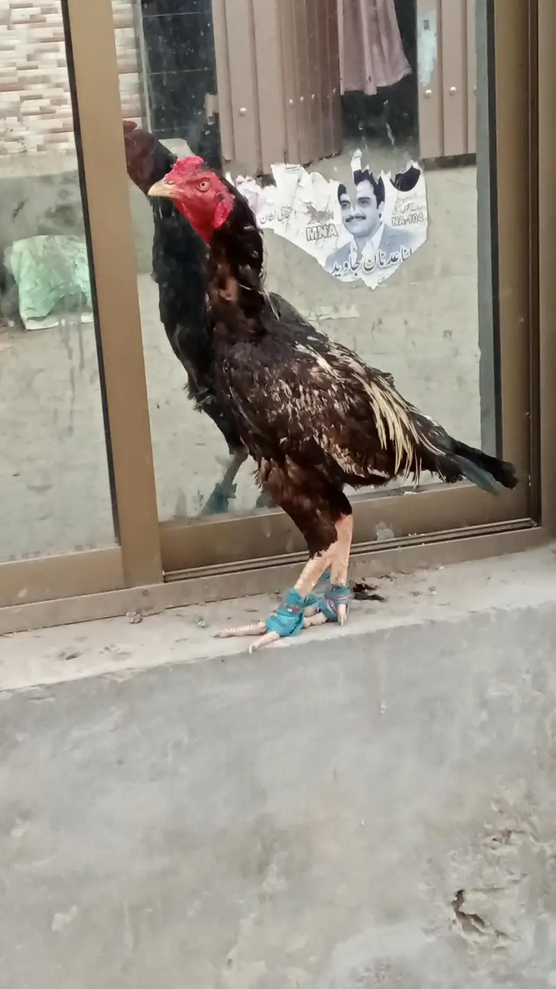 Best Mianwali Aseel pair with 1 chicks wtsp 03402012707 — photo 3