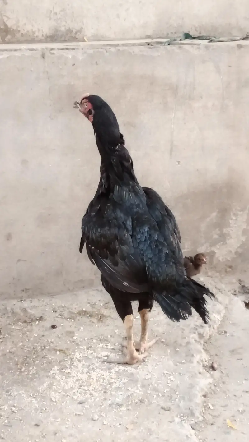 Best Mianwali Aseel pair with 1 chicks wtsp 03402012707 — photo 4