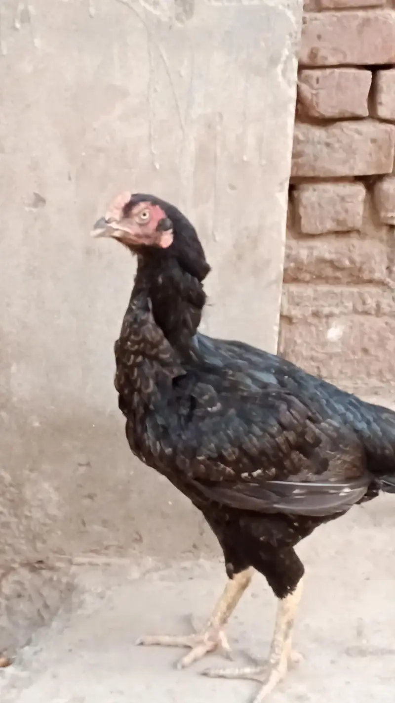 Best Mianwali Aseel pair with 1 chicks wtsp 03402012707 — photo 5