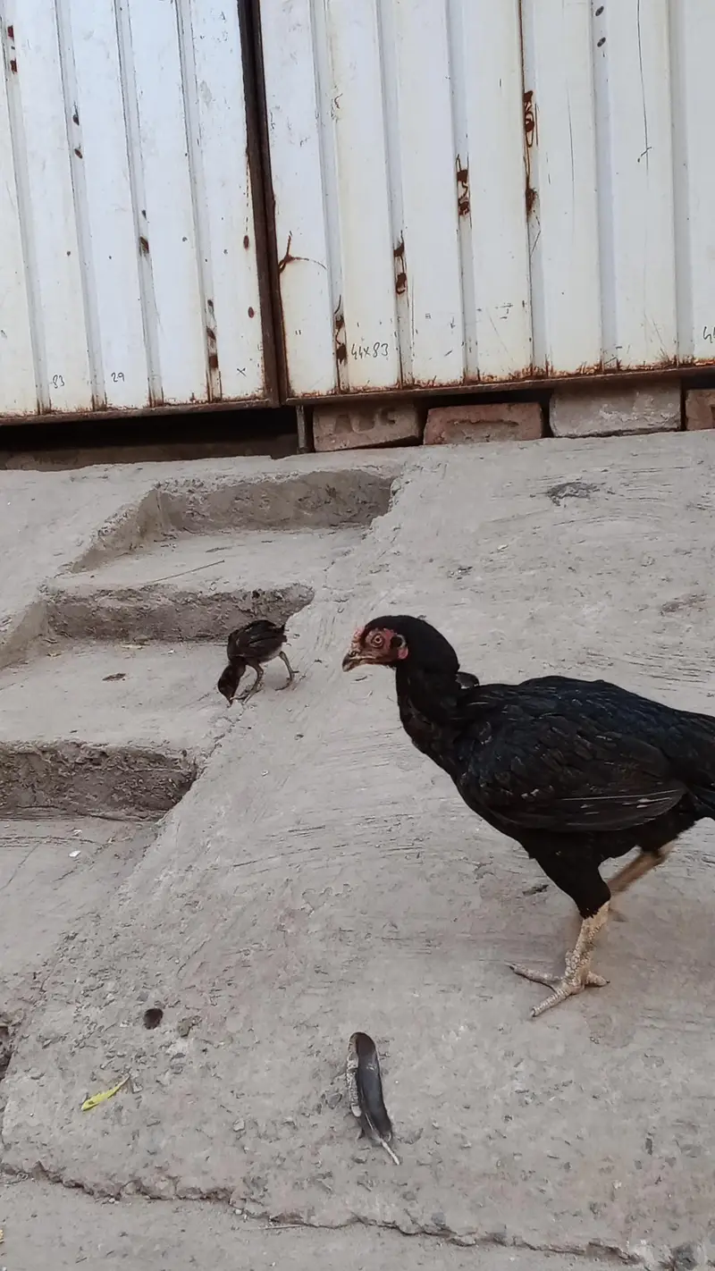 Best Mianwali Aseel pair with 1 chicks wtsp 03402012707 — photo 6