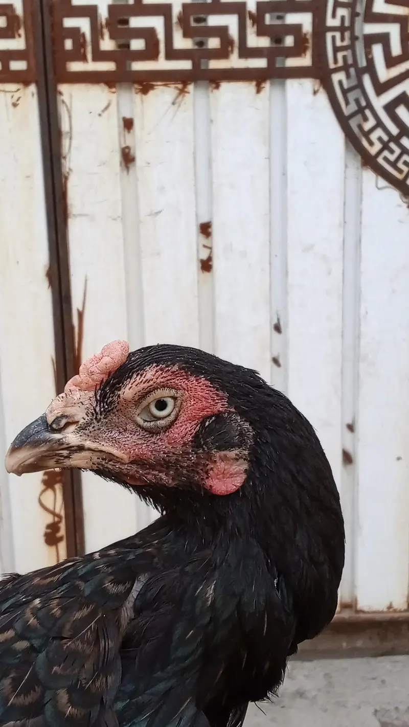 Best Mianwali Aseel pair with 1 chicks wtsp 03402012707 — photo 7