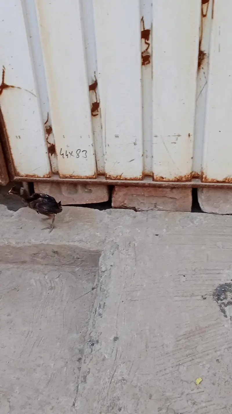 Best Mianwali Aseel pair with 1 chicks wtsp 03402012707 — photo 8