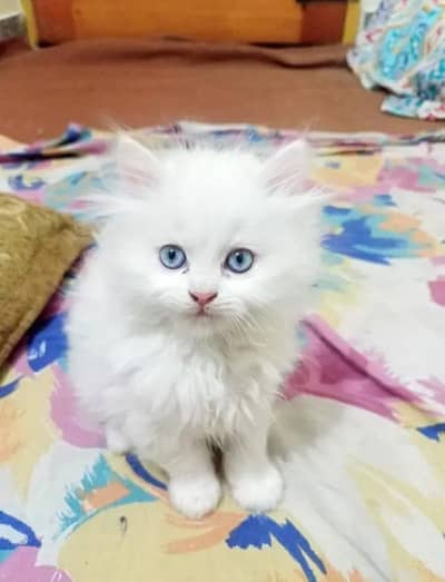 Persian cat triple cod for sale,