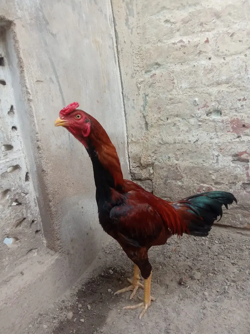 Aseel patha chauras nali yellow eyes yellow chonch — photo 2