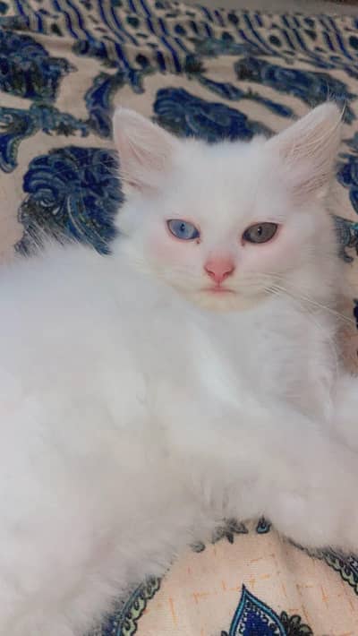 Cute Persian Female kitten Healthy playfull & Friendly