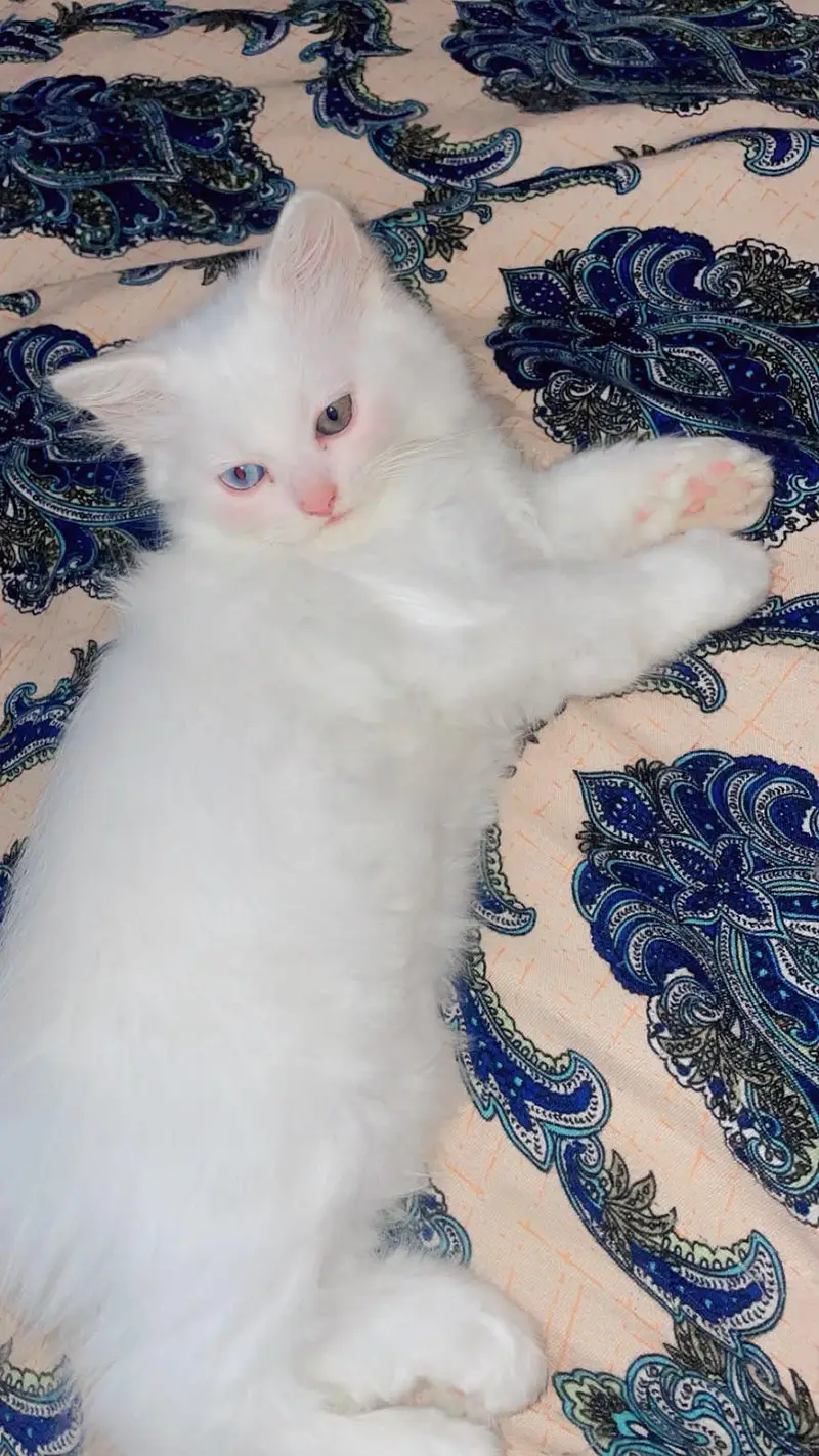 Cute Persian Female kitten Healthy playfull & Friendly — photo 2