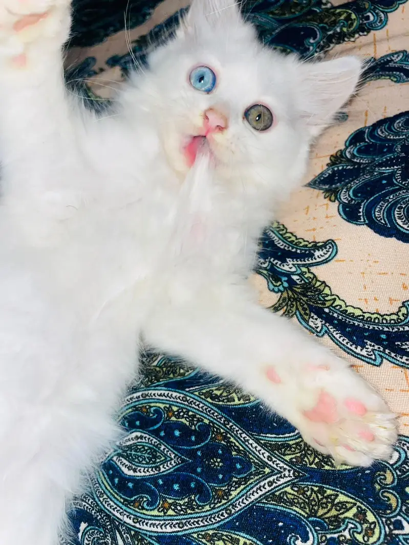 Cute Persian Female kitten Healthy playfull & Friendly — photo 3