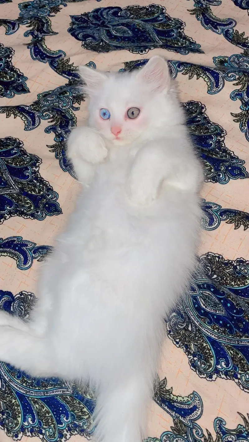 Cute Persian Female kitten Healthy playfull & Friendly — photo 4
