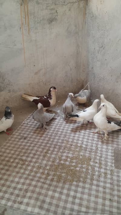 Silver Mukhi, German Sherazi, High flyer and Foster Pigeons