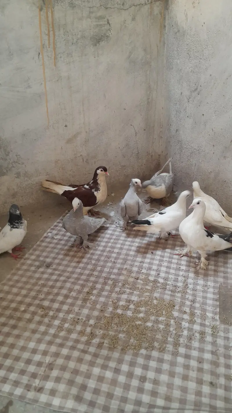Silver Mukhi, German Sherazi, High flyer and Foster Pigeons