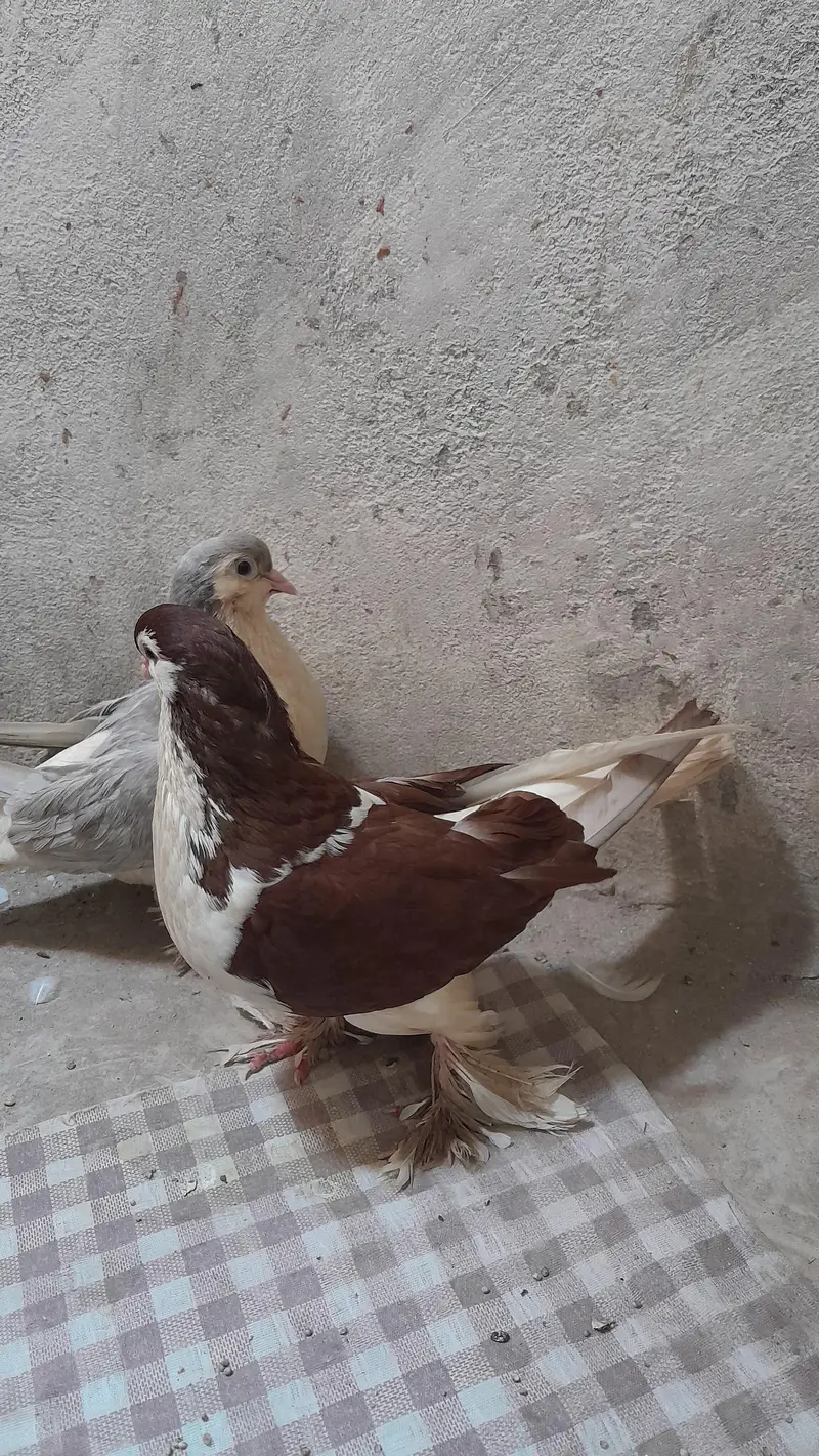 Silver Mukhi, German Sherazi, High flyer and Foster Pigeons — photo 2