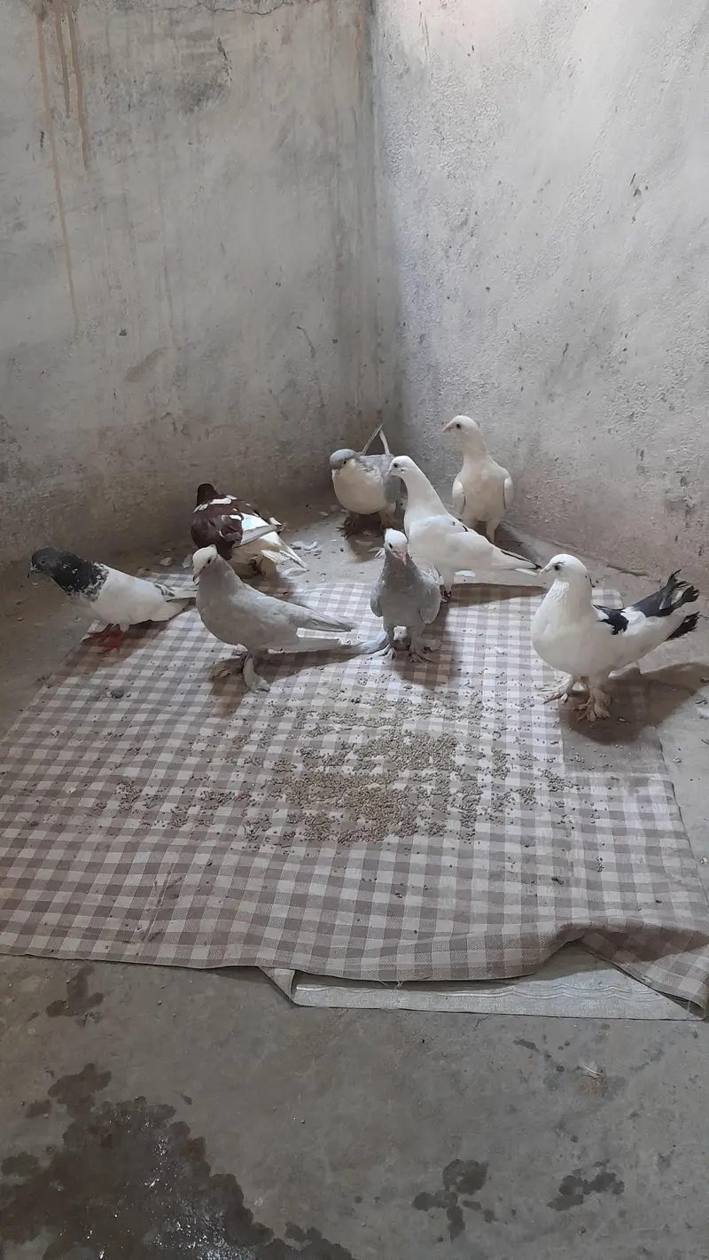 Silver Mukhi, German Sherazi, High flyer and Foster Pigeons — photo 3