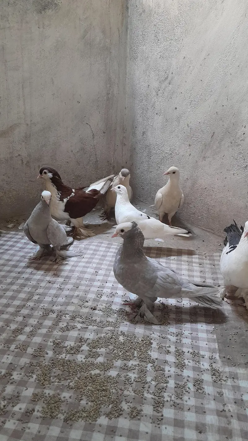 Silver Mukhi, German Sherazi, High flyer and Foster Pigeons — photo 4