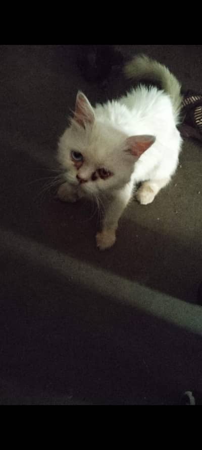 cate female