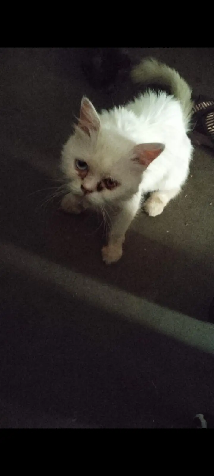 cate female — photo 2