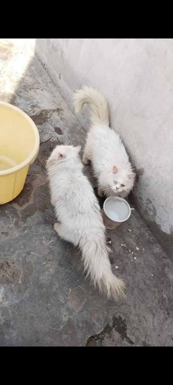 cate female — photo 3