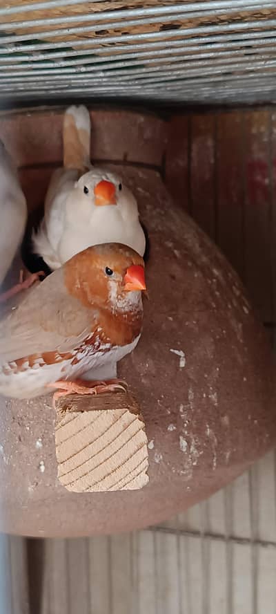 Mutation Finches