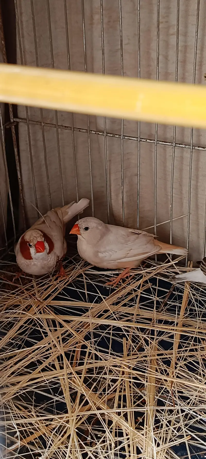 Mutation Finches — photo 2