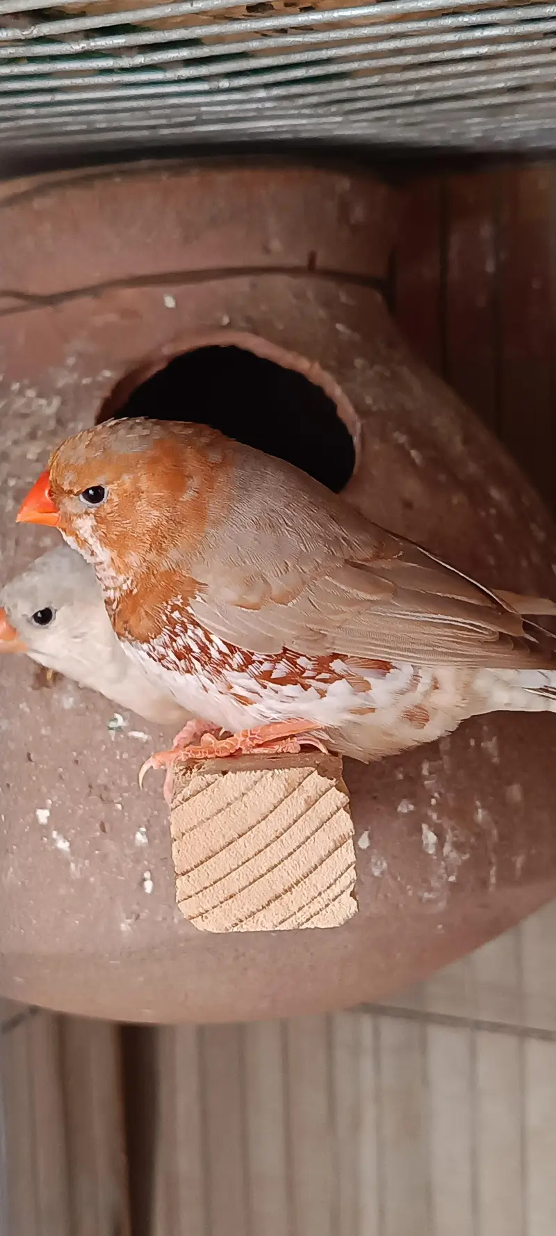 Mutation Finches — photo 3