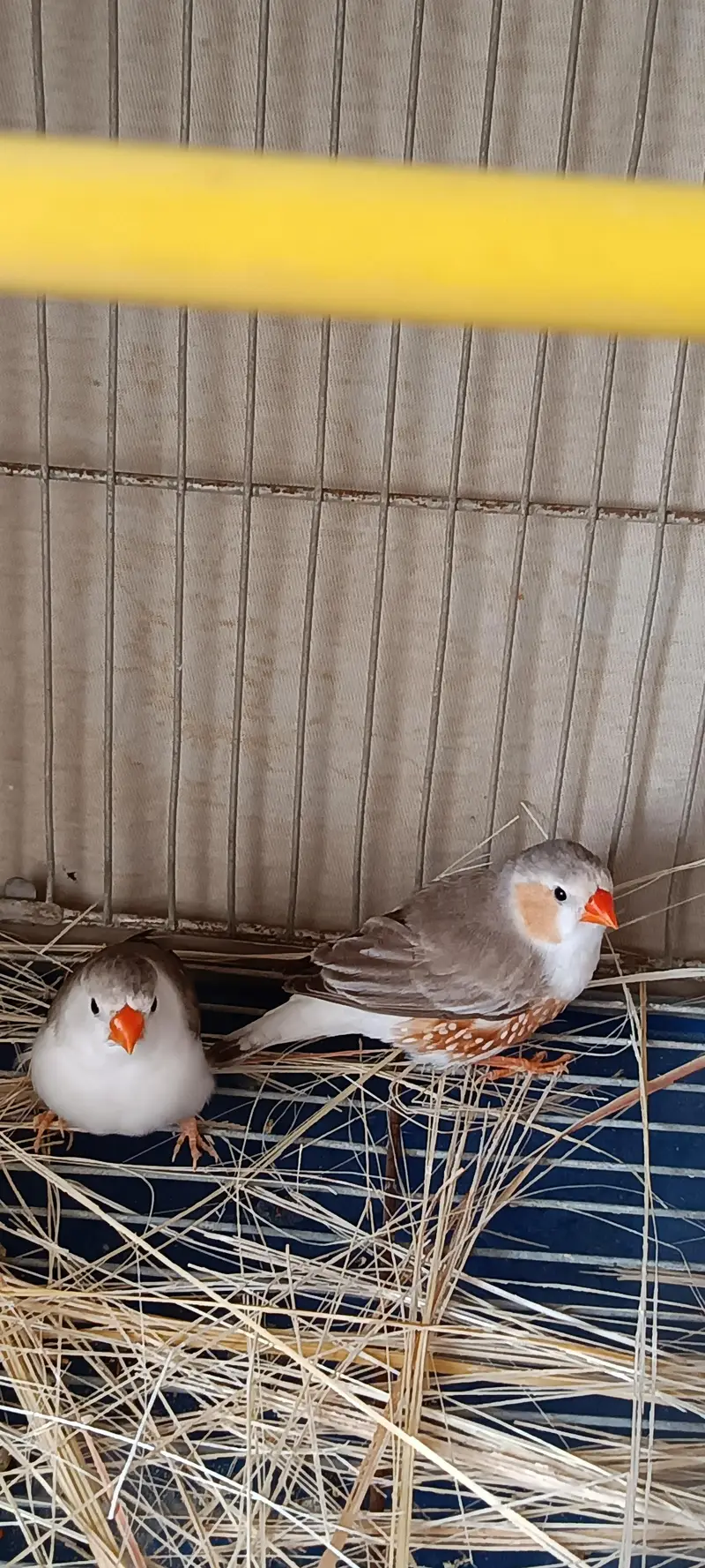 Mutation Finches — photo 4