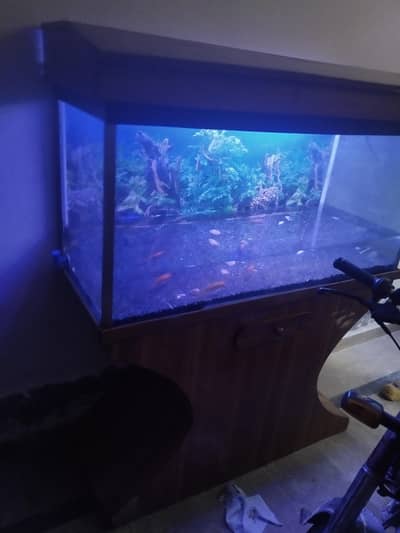 fish  Aquarium