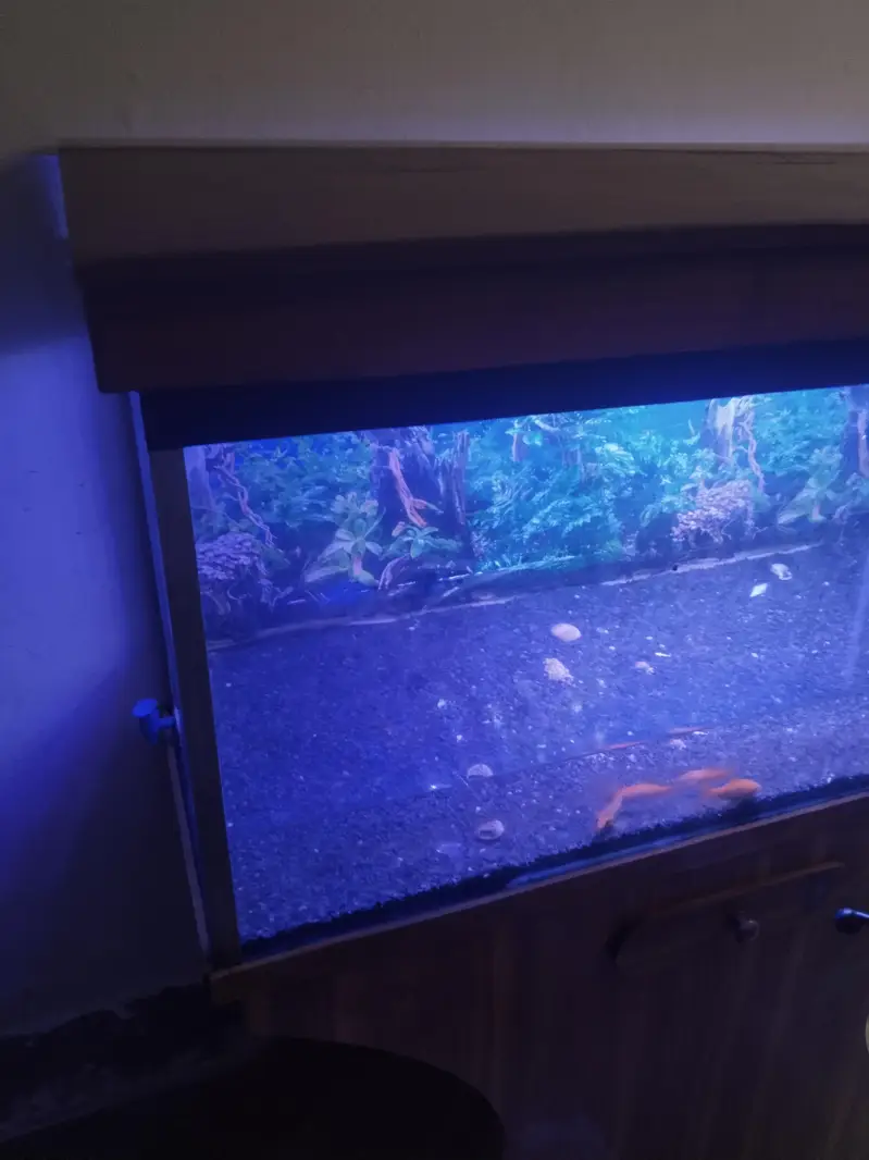 fish  Aquarium — photo 2