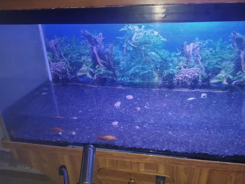 fish  Aquarium — photo 3