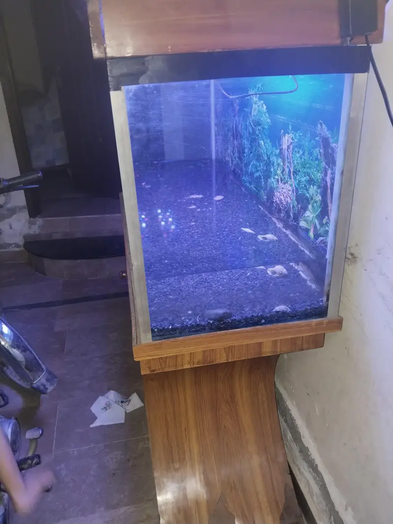 fish  Aquarium — photo 4