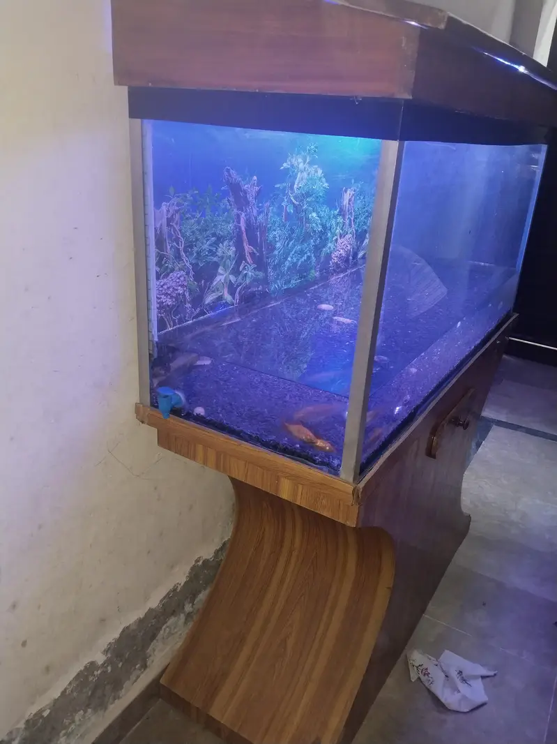fish  Aquarium — photo 5