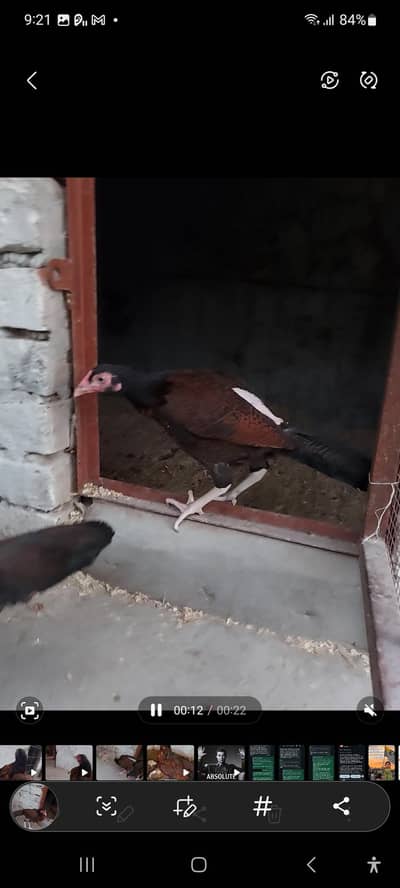 amroha aseel hen