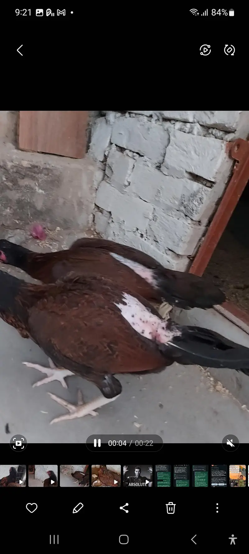 amroha aseel hen — photo 2