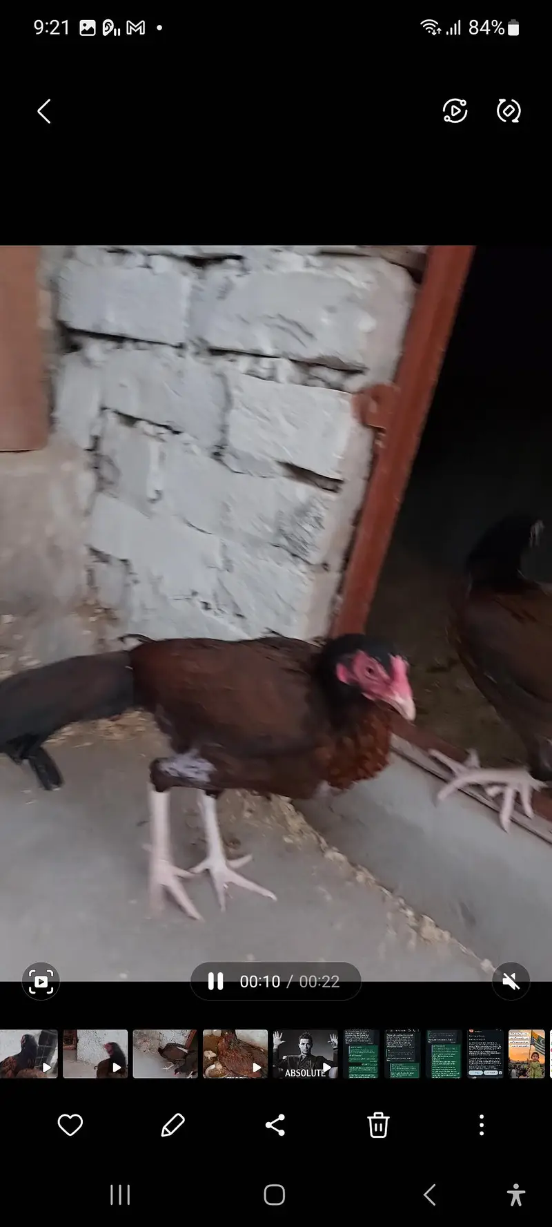 amroha aseel hen — photo 3