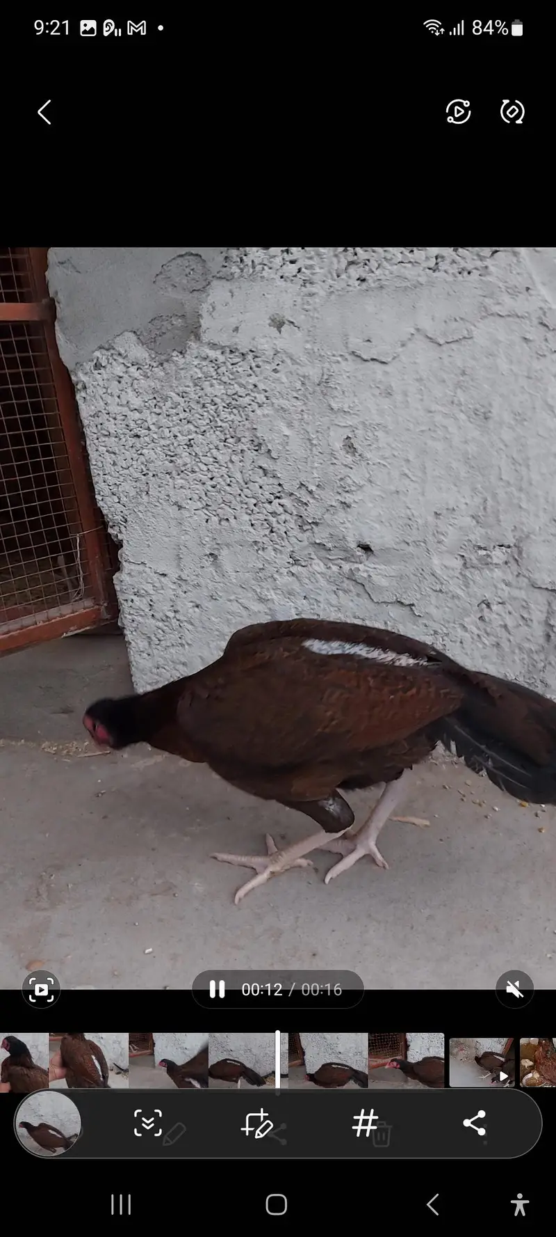 amroha aseel hen — photo 5