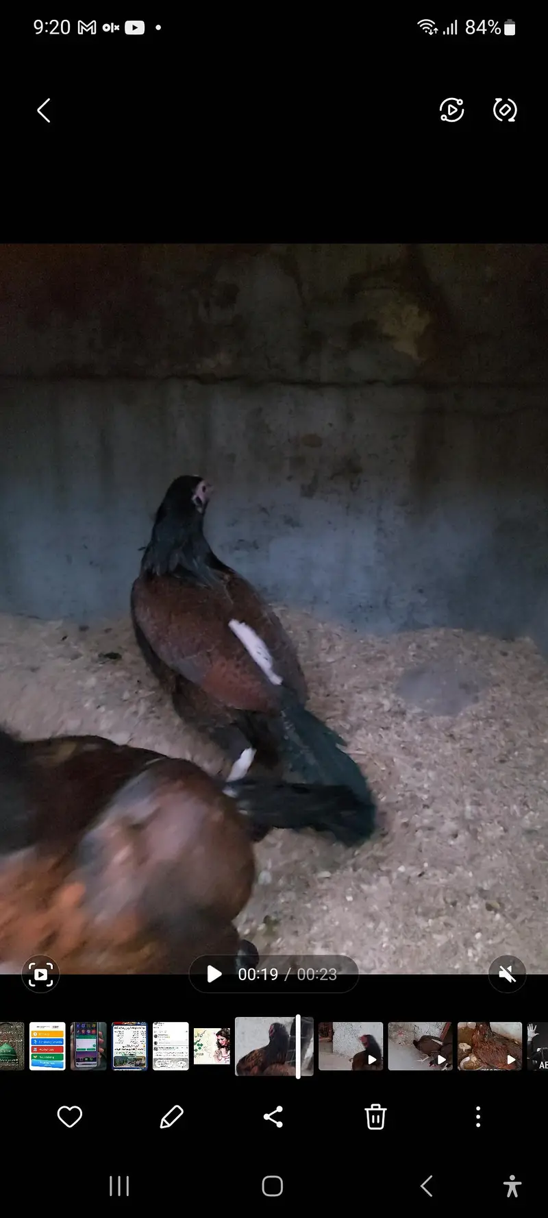 amroha aseel hen — photo 6