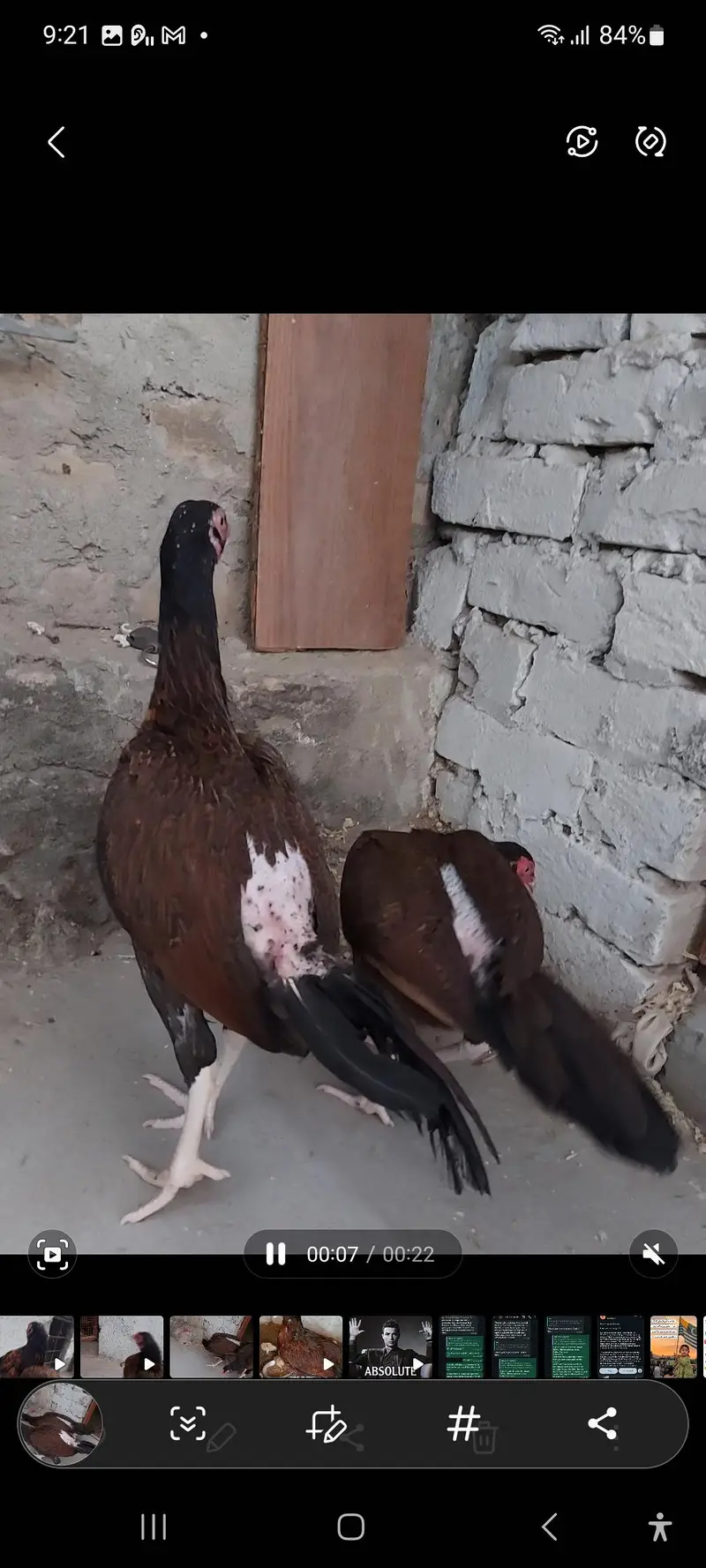 amroha aseel hen — photo 8