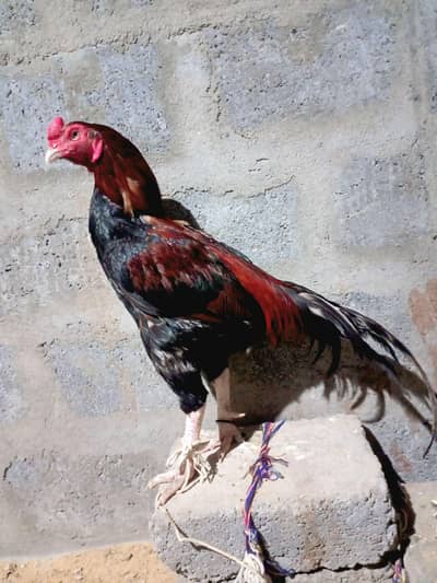 PuRe Aseel MurGha For Sale. Contact : 0314-2146344