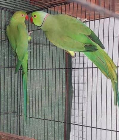 Male parrot 100%fertile Breader Healthy active
