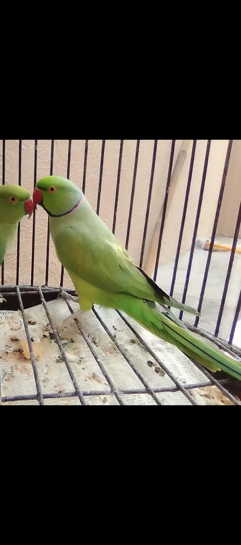 Male parrot 100%fertile Breader Healthy active — photo 2