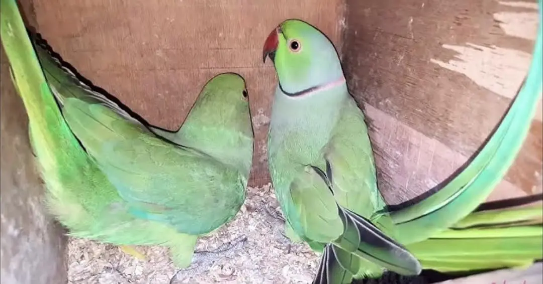 Male parrot 100%fertile Breader Healthy active — photo 3