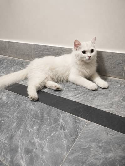 White Persian Fully Vaccinated Cat With Free Accessories.